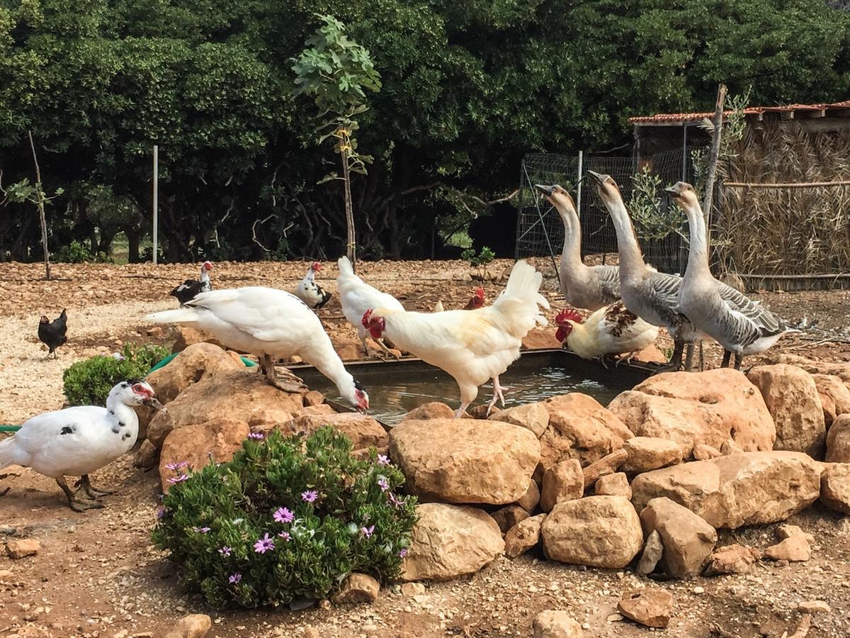 Azienda Agrituristica Tenuta Pizzolungo Эриче Экстерьер фото